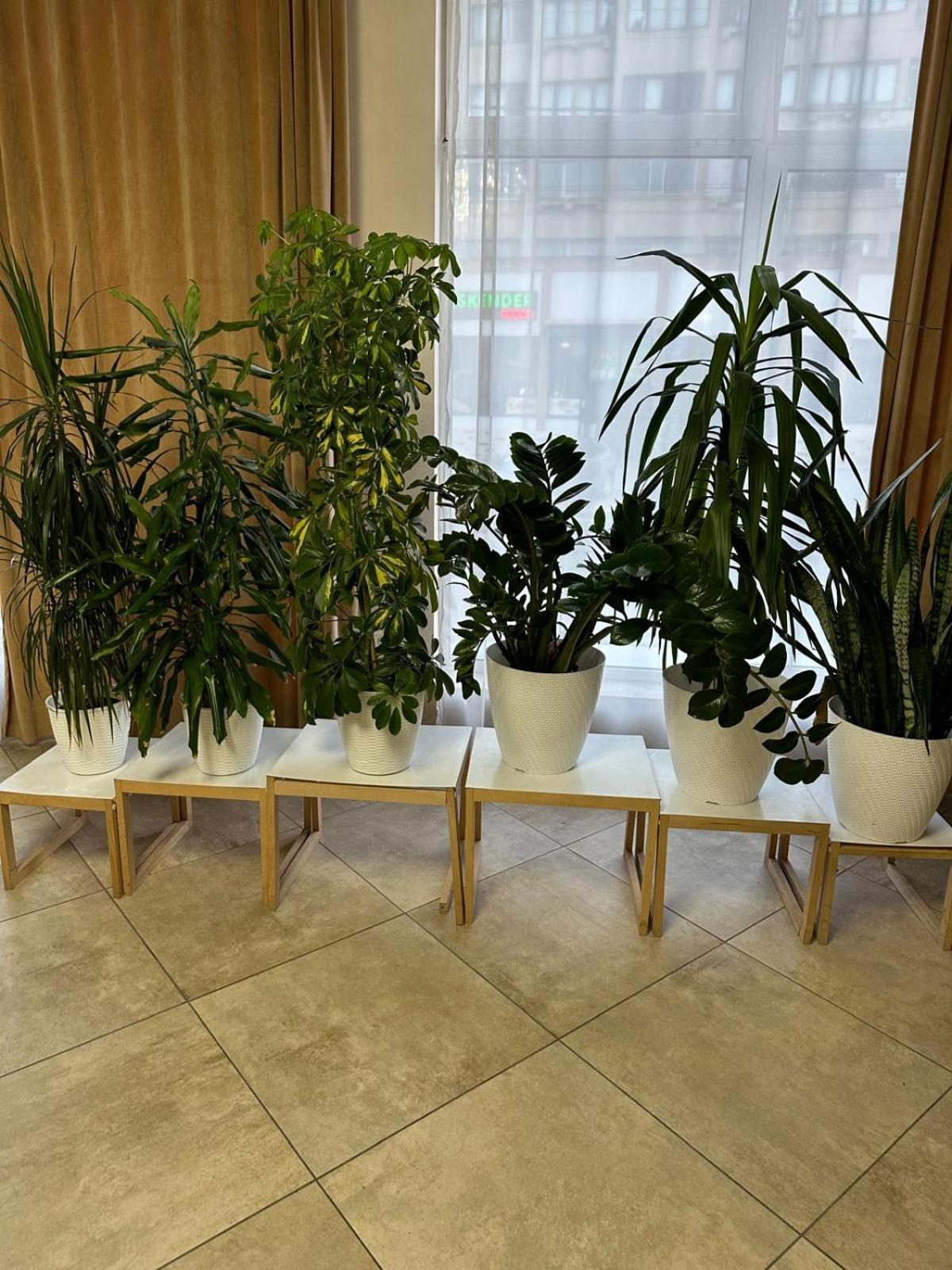 Pensiunea Balea Cîmpeni Exteriör bild